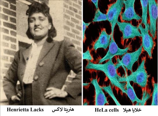 هنريتا لاكس (Henrietta Lacks) ‏ Cf4f0531-f7ef-4eec-ac58-c1e99ecd2dc6
