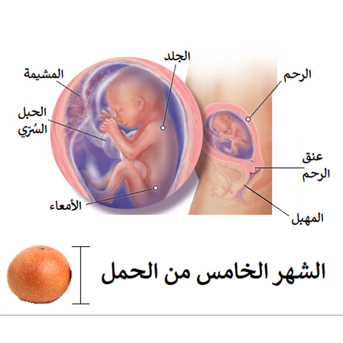 الشهر الخامس من الحمل مضى 20 أسبوع ا وبقي 20
