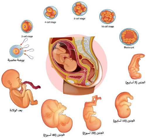 ينمو الجنين الصغير داخل البيضه لمده ٢١
